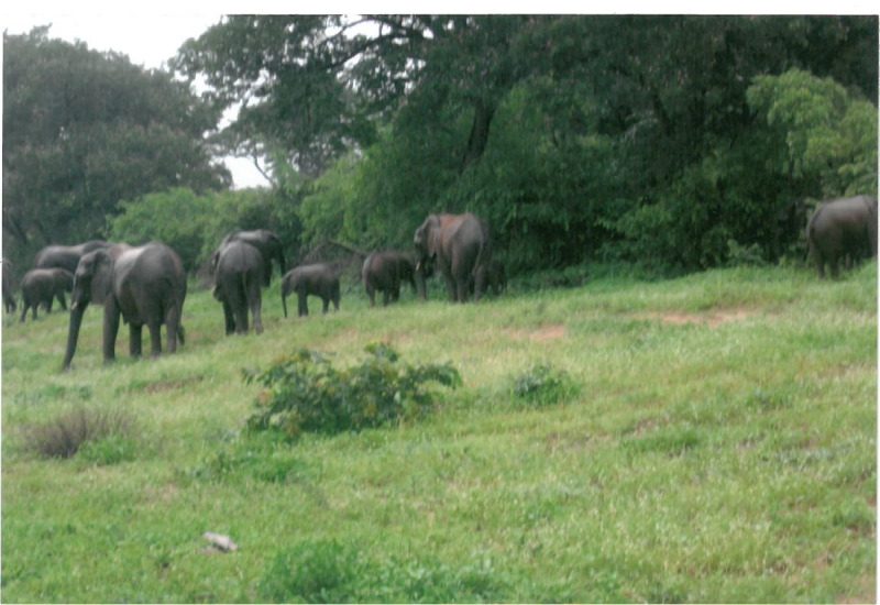 Πάρκο Τσόμπε Μπουτσουάνας. Κοπάδι ελεφάντων