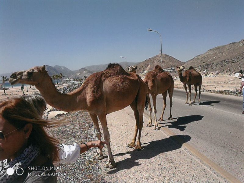 Καμήλες κόβουν τον δρόμο